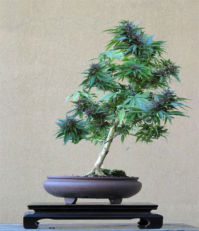 60 My Favorite Beautiful list of Trees for Bonsai [pics]