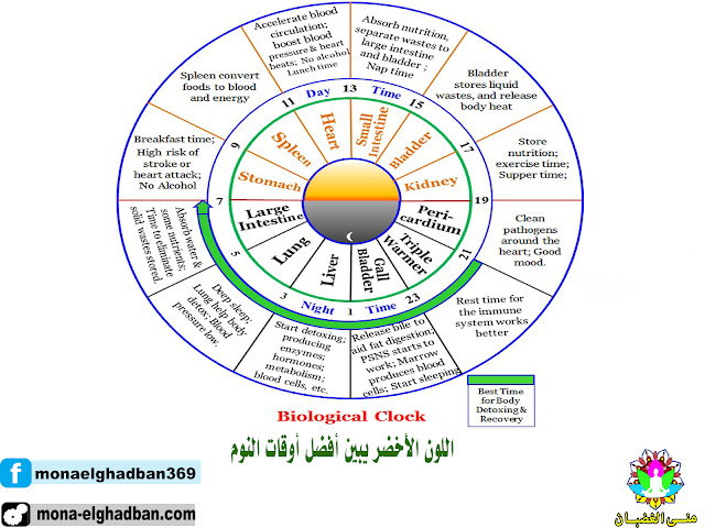 الساعه البيولوجية الصحيحه للجسم