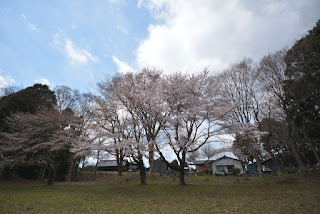 東海村石神城址公園の桜