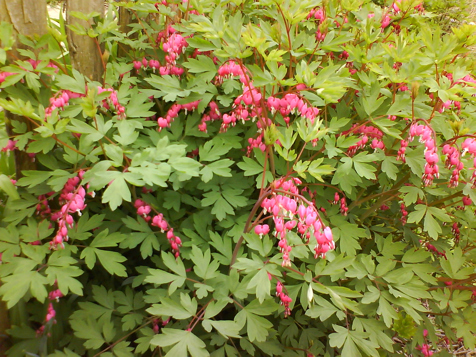 garden at heart: Dicentra or not Dicentra?