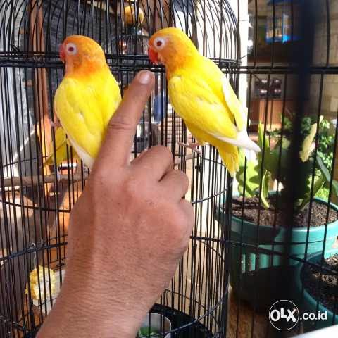 Jual Love Bird Lutino Mata  Merah  Hitam  Sepasang Burung 9