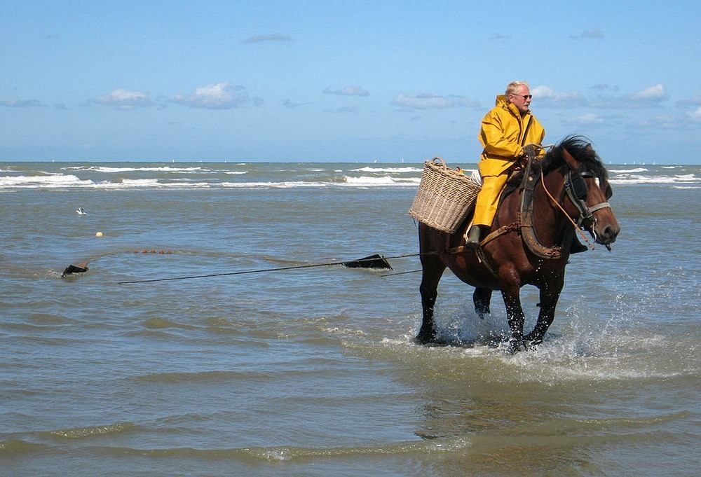 horseback-fishing-oostduinkerke-1