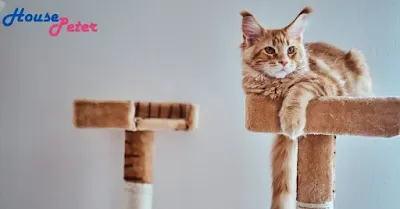 How Automatic Cat Toys Can Transform Your Cat's Life