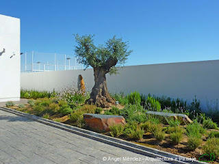 monolitos de pizarra, rocas jardín, olivo paisajismo, rocas ornamentales