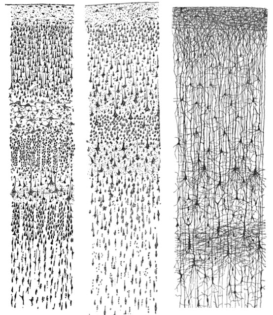 Three drawings by Santiago Ramon y Cajal, taken from the book Comparative study of the sensory areas of the human cortexPublic domain, via Wikimedia Commons