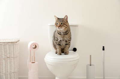 How To Potty Train A Cat To Use The Toilet