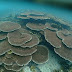 Terumbu karang butuh perlindungan jauh lebih besar lagi.