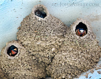 Cliff Swallow nests
(c) John Ashley