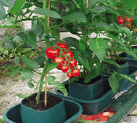 http://www.horturba.com/castellano/cultivar/ficha_cultivo.php?ID=19