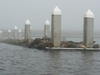 Sea lions on the pier in Elkhorn Slough