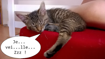 Fitz, chaton gris, dort contre une jambe.