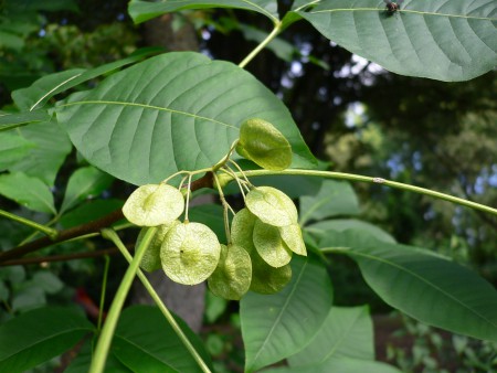 Para saber más de salud natural: Angostura: propiedades y efectos ...