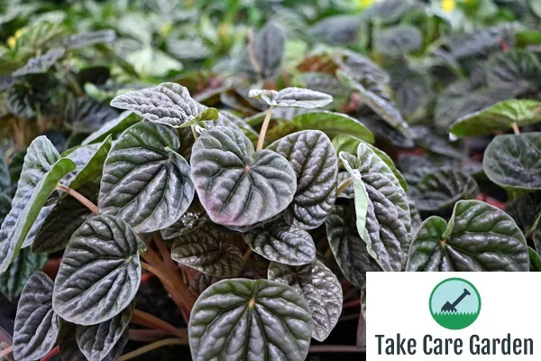 Peperomia Caperata: guia de cultivo e cuidados