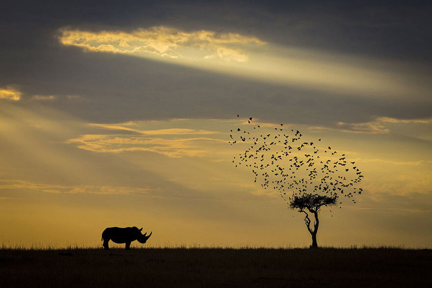 Stunning Pictures That Won The 2018 Siena International Photo Awards