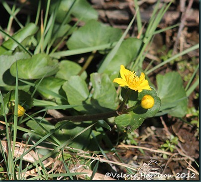 21-marsh-marigold