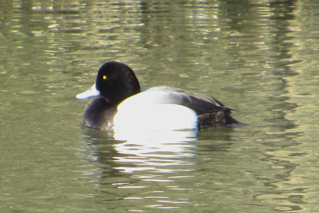 写真＿野鳥
