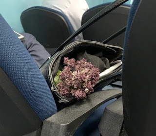 فتاة الريحان