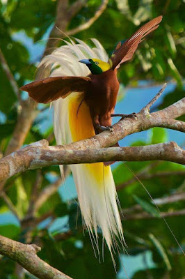 BIRD HD WALLPAPER 04