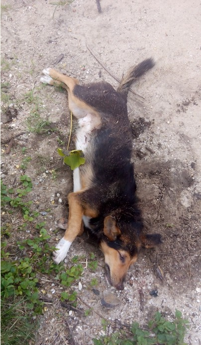 SEE WHAT WAS DONE TO A SNAKE THAT KILLED A PET DOG IN NIGERIA!