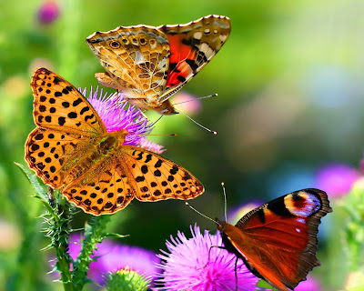 amazing-butterfly-hd-image