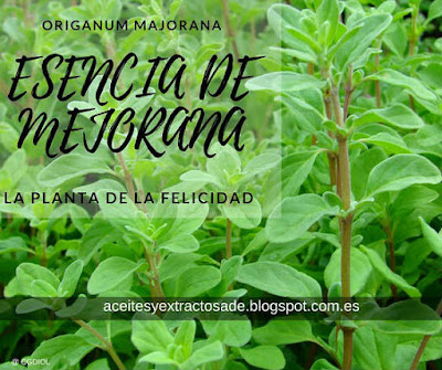 Propiedades medicinales del Aceite de Mejorana