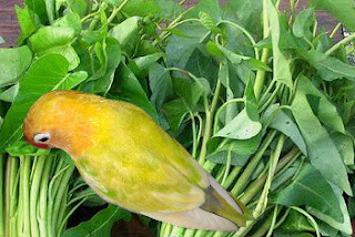 Ragam Manfaat Sayur Kangkung Untuk Burung Lovebird Yang Wajib Kalian
Ketahui