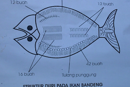 Pengolahan Banden Tanpa Duri