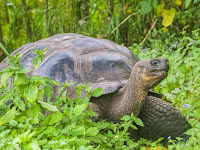 Ecuador fears Galapagos tortoises were hunted and eaten.