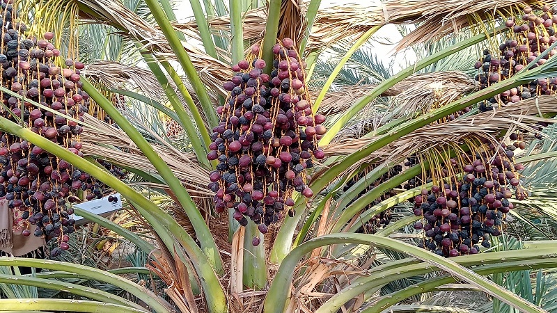 bibit kurma ajwa terbaru terlaris paling di cari Dumai