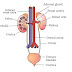 Excretory System: Functions, Organs, Structure and Facts