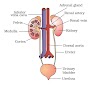 Excretory System: Functions, Organs, Structure and Facts