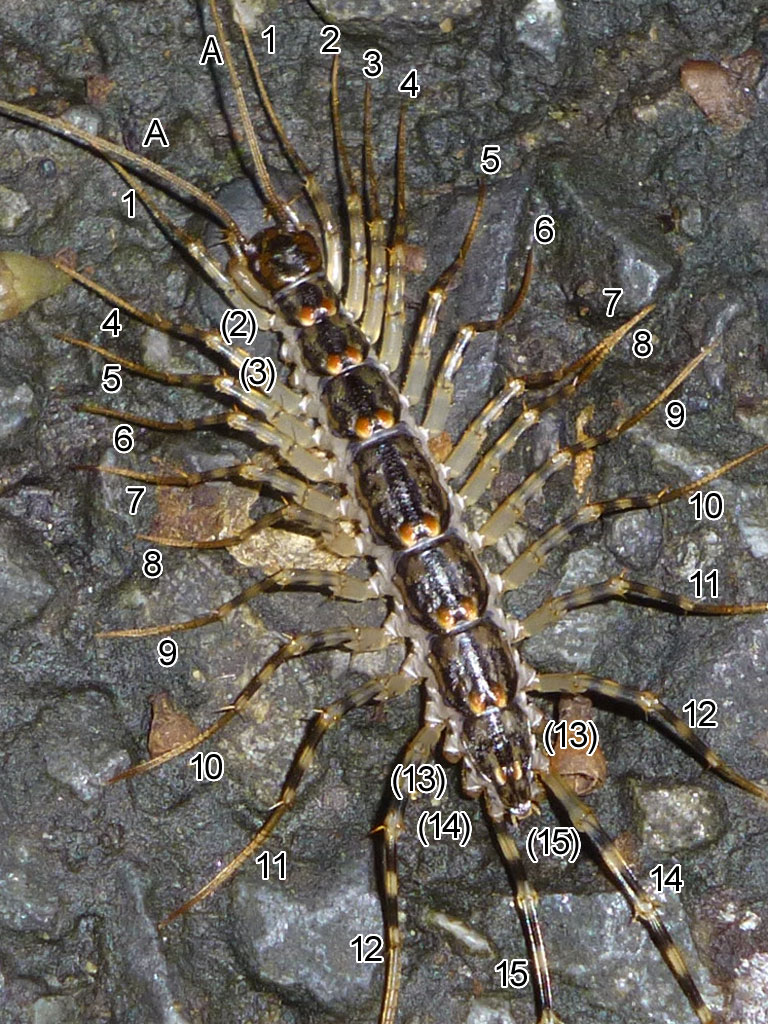 オオゲジ Oogeji Giant Centipede 水元公園の生き物