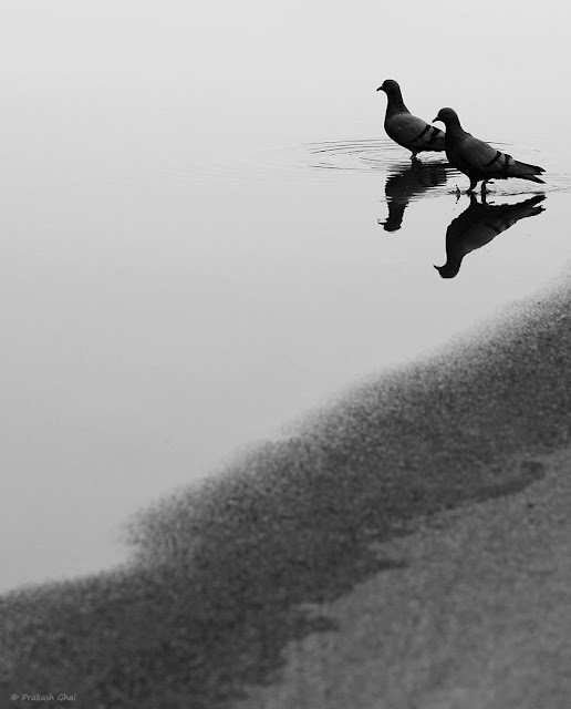 A Simple Minimal Composition of the Reflection of Two Pigeons in Water in Black and White. Photo taken via Canon 100mm Prime Macro L Series F2.8 Lens mounted on Canon 600D Dslr Camera.