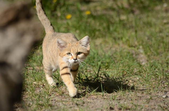 Песчаный кот, или барханная кошка (лат. Felis margarita)