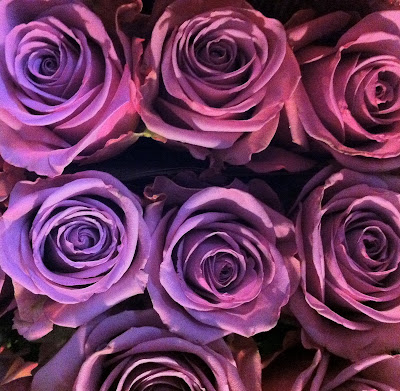 Lavender Roses - Stein Your Florist Co.