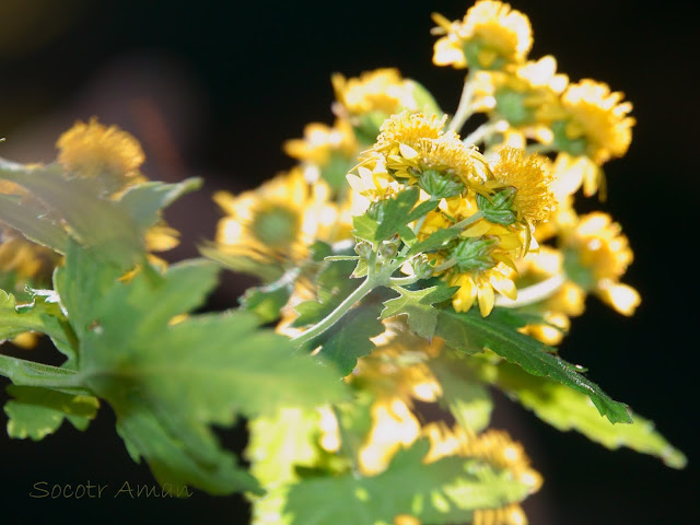 Chrysanthemum boreale