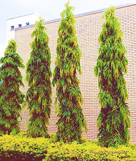 false ashoka tree