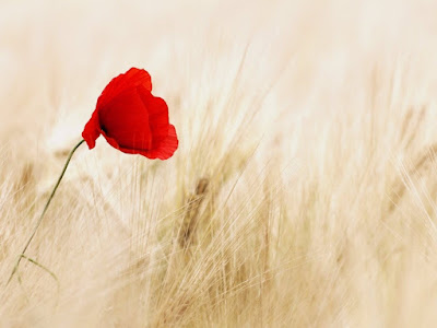 fotografias de postales de amapolas coloridas