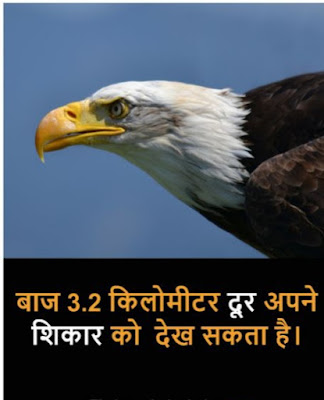 21 Amazing facts in Hindi 2022 - रोचक तथ्य about eagle birds