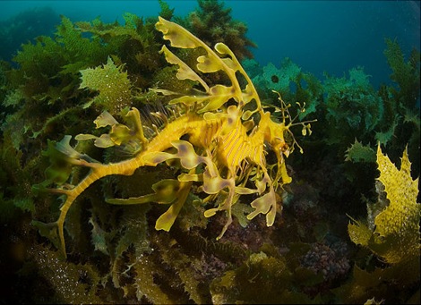 gal_super_seadragon