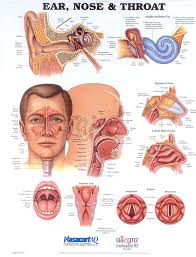 Left Ear Pain and Throat Pain