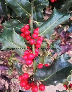 frutos-acebo-ilex-aquifolium