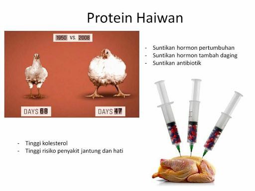 image result for sumber protein ayam