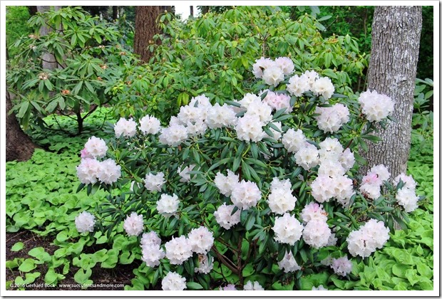 160410_Victoria_UVic_FinnertyGardens_0038
