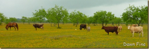 yellow flower farm_012