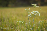 Shannon Hager Photography, Oregon Forest, Oregon Meadow