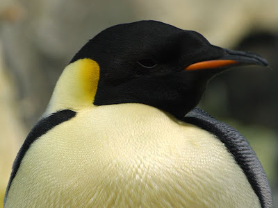 emperor penguin