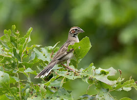 Lark Sparrow - Oak Openings Preserve, Ohio, USA
