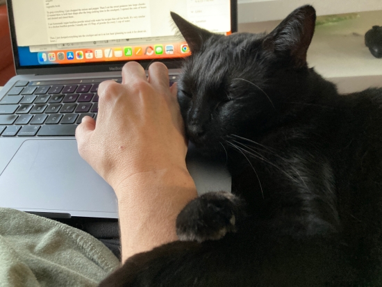 kitty helping me blog