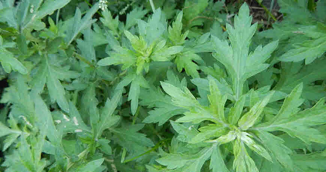 Tite Pati (Artemisia vulgaris)